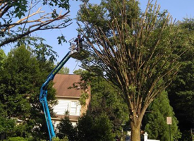 Trimming Tree