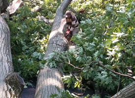 Tree Removal